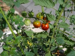 菜園プチトマト35