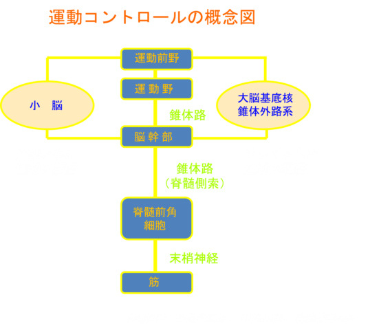 図２　運動コントロールの概念図