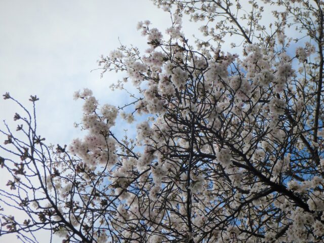 写真　視力センター正門の桜　2023.3.24撮影