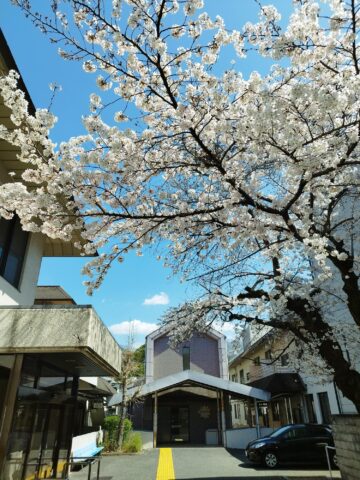 写真　視力センター正門前の桜