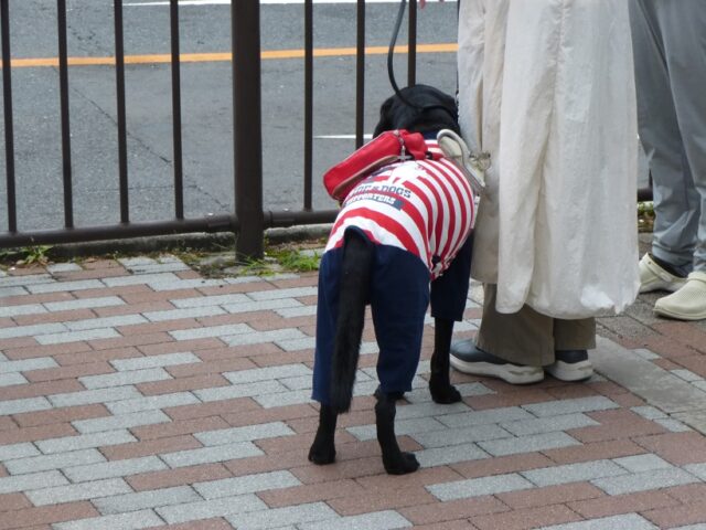 写真４　参加した盲導犬